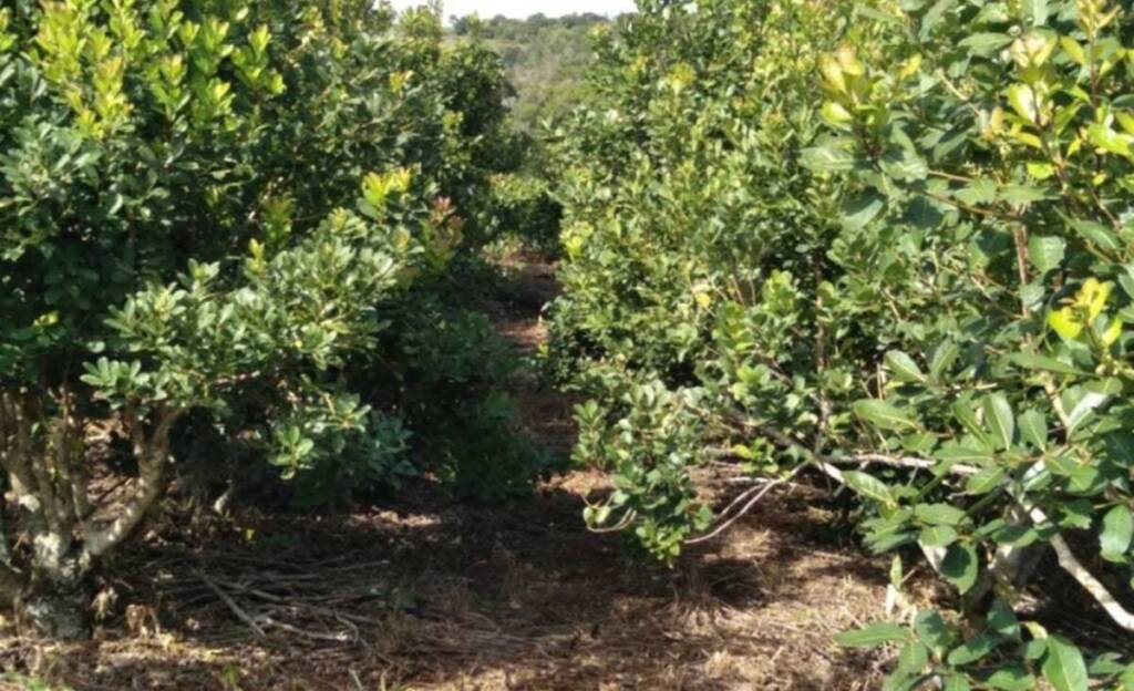 La cosecha de yerba en Misiones cayó un 35% en 2025, pero el consumo interno creció 1 Esta baja impacta especialmente en Misiones, principal zona productora, que aporta la mayor parte del total nacional a través de sus zonas Centro, Noroeste, Noreste, Oeste y Sur.