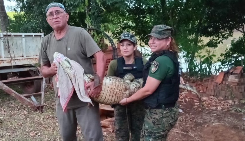 Día del Medio Ambiente: en Misiones más de 130 animales fueron rescatados en lo que va del año 2 Animales