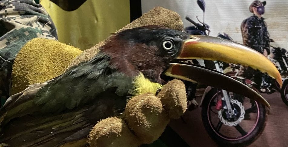 Día del Medio Ambiente: en Misiones más de 130 animales fueron rescatados en lo que va del año 3 Medioambiente
