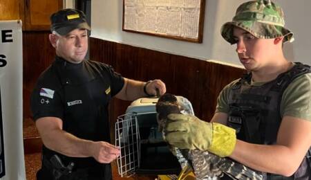 Día del Medio Ambiente: en Misiones más de 130 animales fueron rescatados en lo que va del año Animales - 7