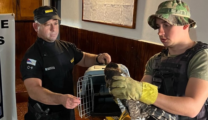 Día del Medio Ambiente: en Misiones más de 130 animales fueron rescatados en lo que va del año Animales - 1