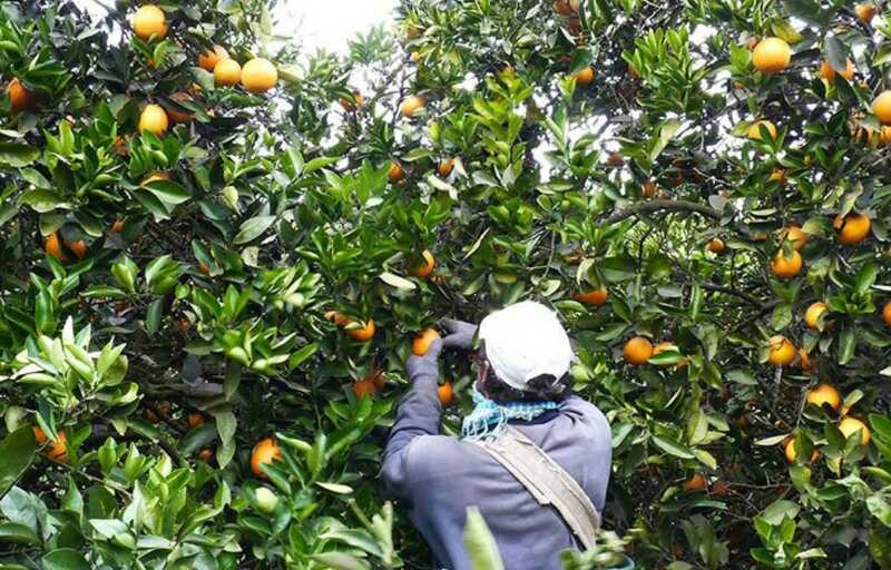 Citricos en Misiones 1 - 1