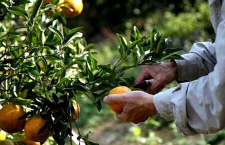 Cítricos en Misiones: “Tuvimos una gran producción, pero el mercado no acompaña” Cítricos en Misiones