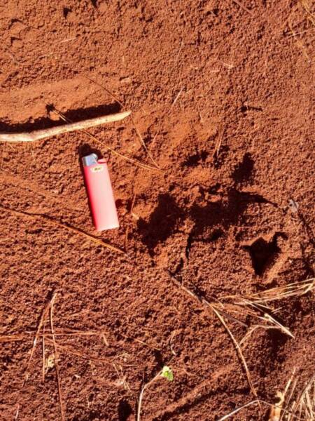Wanda: ataque de felino a ganado vacuno Imagen de WhatsApp 2025 06 10 a las 18.40.32 794b5973 - 7