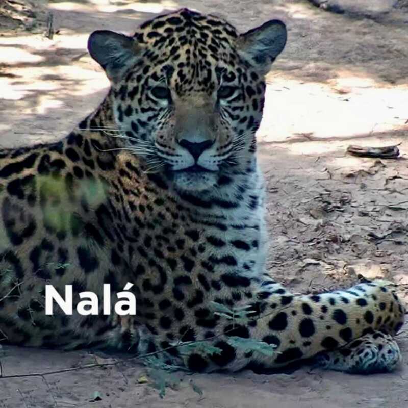 Rewilding Argentina confirma nuevos nacimientos de yaguareté en El Impenetrable 2 La población de yaguareté crece en el Chaco: confirman nuevos nacimientos