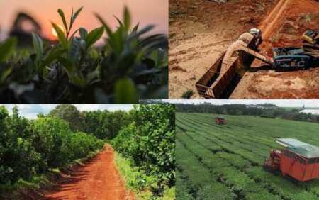 Misiones busca ampliar exportaciones de té, yerba y madera al mercado norteamericano exportaciones de Misiones