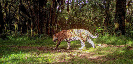 Liberan una yaguareté en el Parque Nacional El Impenetrable para recuperar la especie quiyoc