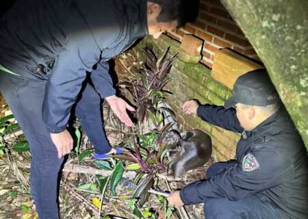 Los helechos arsenal detenido disparo perro