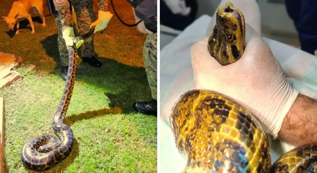 Resguardan a boa curiyú de más de 3 metros atrapada en redes de pesca en Nemesio Parma boa curiyu en posadas 1 e1749336999500 - 2