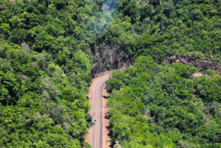 bosque nativo de Misiones
