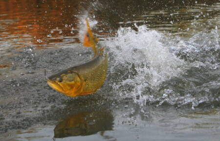 dorado