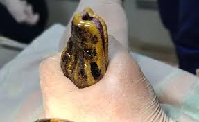 Resguardan a boa curiyú de más de 3 metros atrapada en redes de pesca en Nemesio Parma 6 images 1 - 5