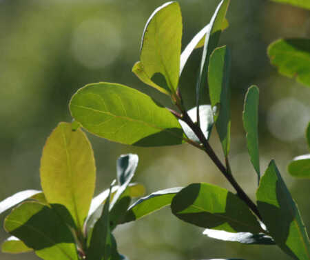 Yerba Mate: La propuesta de Cacho Barrios Arrechea para subir el precio inym yerba mate1 - 4