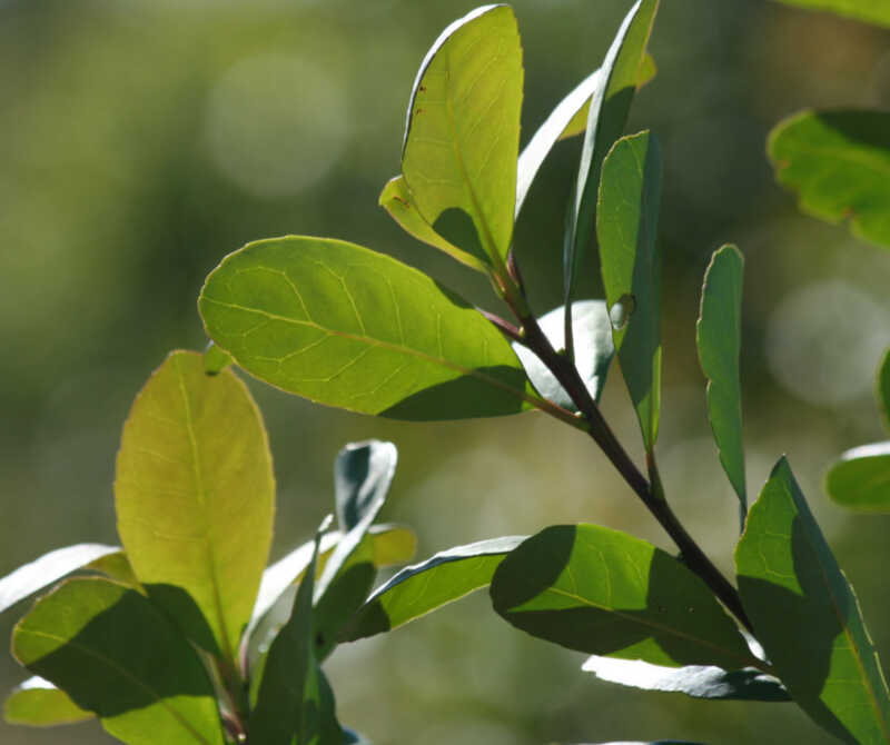 Tradición misionera global: el mate avanza entre maoríes y deportistas de élite