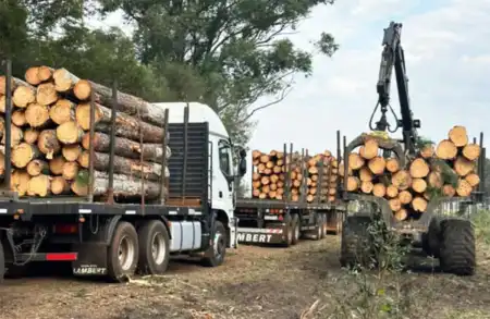 Alertan que la forestoindustria no repunta: "El 40% de los empresarios ya aplicó suspensiones" El sector forestal sostiene que las actuales regulaciones limitan la producción, desalientan las inversiones y ponen en riesgo la competitividad de una de las principales actividades económicas de Misiones.