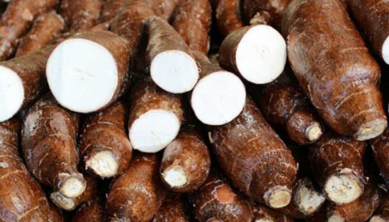 Productores de mandioca venden a pérdida y alertan por una crisis histórica mandioca 2 - 1