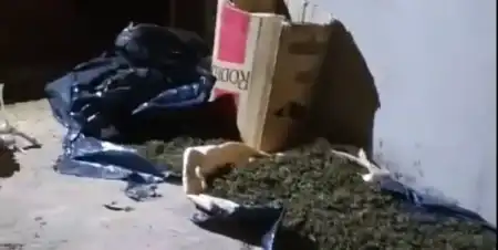 marihuana incautada - 3