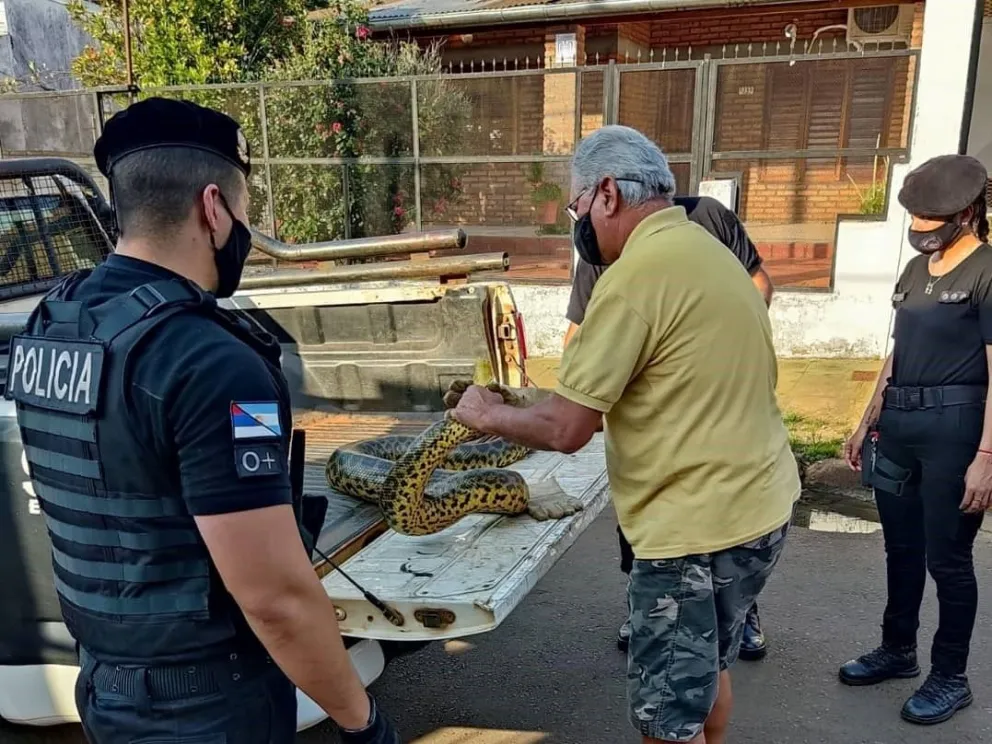 Resguardan a boa curiyú de más de 3 metros atrapada en redes de pesca en Nemesio Parma 4 md 7 - 3