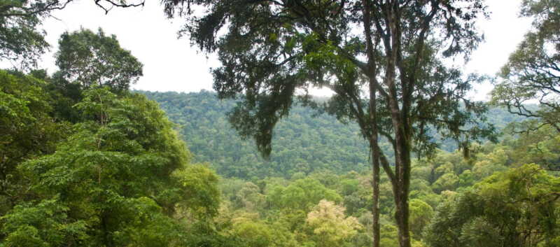 Misiones: abren convocatoria para financiar proyectos de conservación de bosques nativos 4 La convocatoria está dirigida a titulares de predios con bosques nativos ubicados en Misiones que presenten Planes de Manejo y Conservación conforme a la Ley 26.331 y su normativa complementaria.
