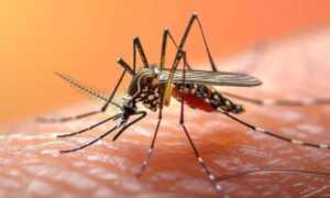 El dengue continúa representando un desafío sanitario y los especialistas recomiendan reforzar las medidas de prevención antes de la temporada de mayor circulación.