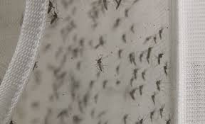 mosquitos