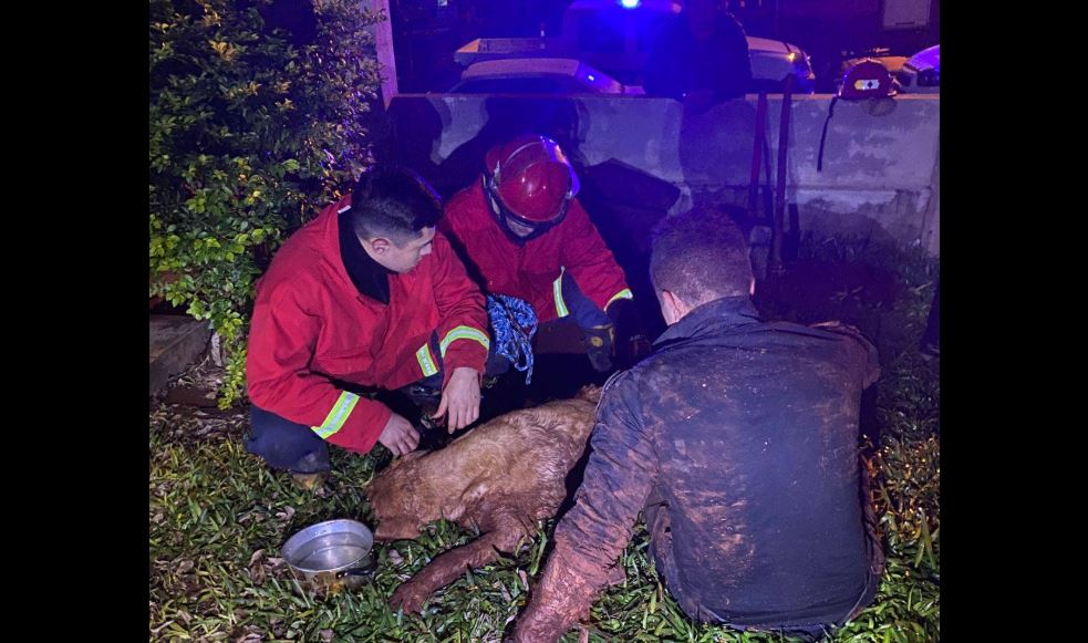 Apóstoles: rescatan a perro labrador que cayó a un pozo y estuvo 5 días hasta que lo hallaron 3 perri - 2
