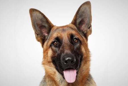 Día Nacional del Perro: homenaje al héroe canino Chonino perro - 1