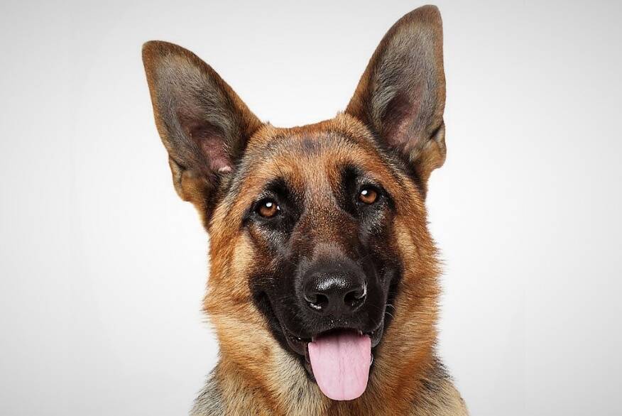 Día Nacional del Perro: homenaje al héroe canino Chonino perro - 1