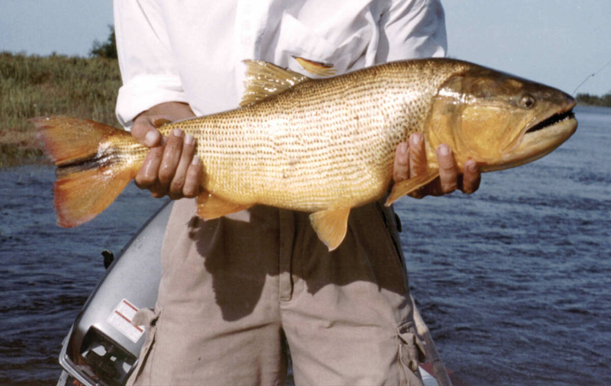 Un oficio que nace en el río: 26 de enero, Día del Pescador 4 La pesca artesanal, corazón del oficio y rostro menos visible.