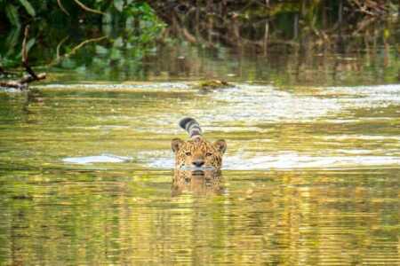 Yaguareté nadando en Misiones, imagen tomada por el fotógrafo Sergio Moya