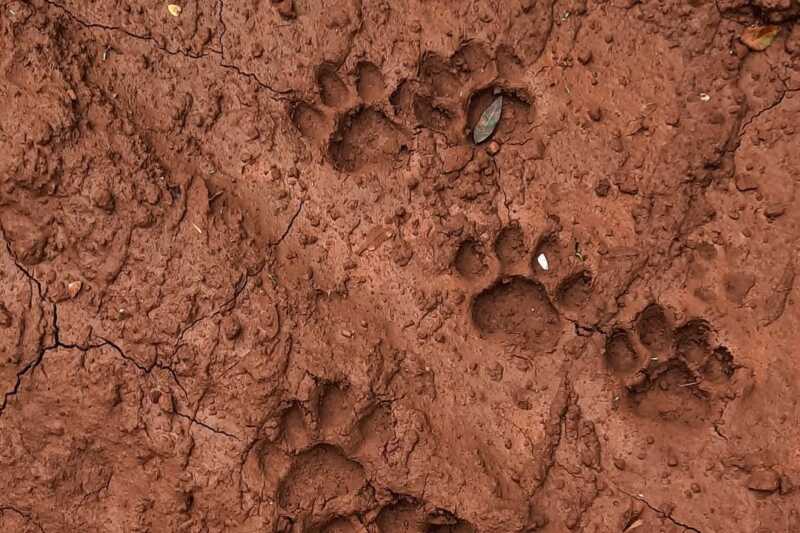 En la provincia de Misiones, el yaguareté (Panthera onca) es una especie en peligro crítico de extinción. Se estima que quedan entre 15 y 20 ejemplares silvestres, por lo que cada avistamiento no solo es valioso desde lo fotográfico, sino también desde la ciencia y la gestión ambiental.