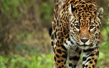 Monitoreo revela que hay unos 84 yaguaretés en la selva misionera: leve caída en la población Rewilding Argentina confirmó el nacimiento de una nueva cría de yaguareté en Iberá. La población silvestre ya alcanza los 50 ejemplares.