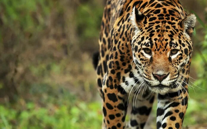 Nació una nueva cría de yaguareté en Iberá y ya son 50 los ejemplares en vida silvestre 5 Rewilding Argentina confirmó el nacimiento de una nueva cría de yaguareté en Iberá. La población silvestre ya alcanza los 50 ejemplares.