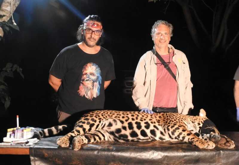Yaguareté: captura simultánea de dos ejemplares en Puerto Península para conservación y monitoreo 1 La intervención, realizada durante la noche del lunes 17 de junio, fue liderada por el Proyecto Yaguareté (CeIBA-CONICET) con participación activa de Parques Nacionales, el Ejército Argentino, el Projeto Onças do Iguaçu (Brasil), el Instituto Misionero de Biodiversidad (IMiBio) y otras instituciones científicas y gubernamentales.