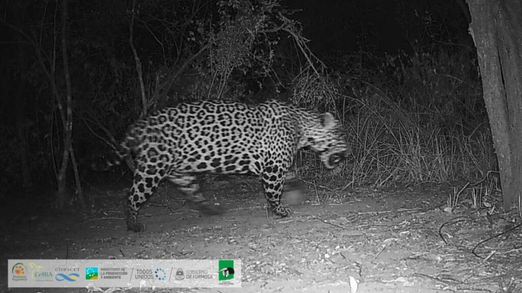 El yaguareté (Panthera onca) está en peligro crítico de extinción en Argentina. Se estima que quedan menos de 250 ejemplares en todo el país