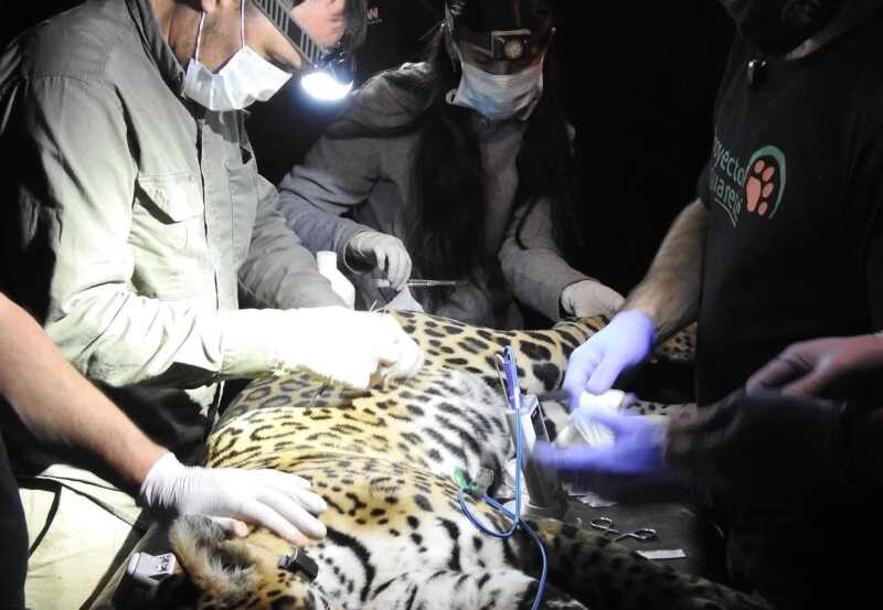 Yaguareté: captura simultánea de dos ejemplares en Puerto Península para conservación y monitoreo 5 “El monitoreo satelital no solo permite conocer el comportamiento de estos felinos, sino también advertir amenazas como atropellamientos o encuentros con personas, y actuar preventivamente”, explicaron desde el Proyecto Yaguareté.