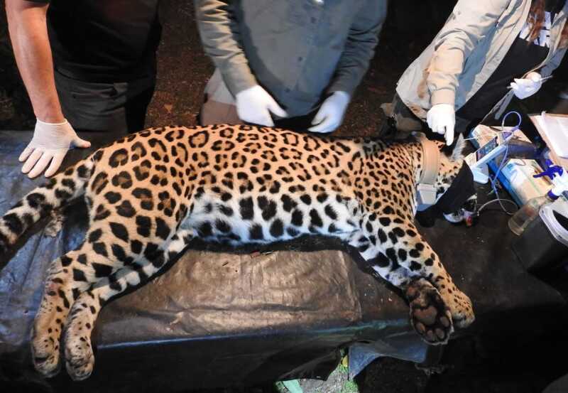 Yaguareté: captura simultánea de dos ejemplares en Puerto Península para conservación y monitoreo 2 Según el equipo veterinario del operativo, Gaucho se encuentra en óptimo estado sanitario, mientras que su madre Pará presenta signos de lesiones antiguas y restos de perdigones
