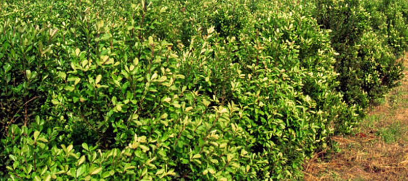 Peones rurales: “Se hace difícil actualizar salarios con las políticas de Nación” 3 En mayo 2021 cayó la producción y el consumo interno de yerba mate, pero las exportaciones crecieron un 74%, según datos del INYM. Balance del mes.