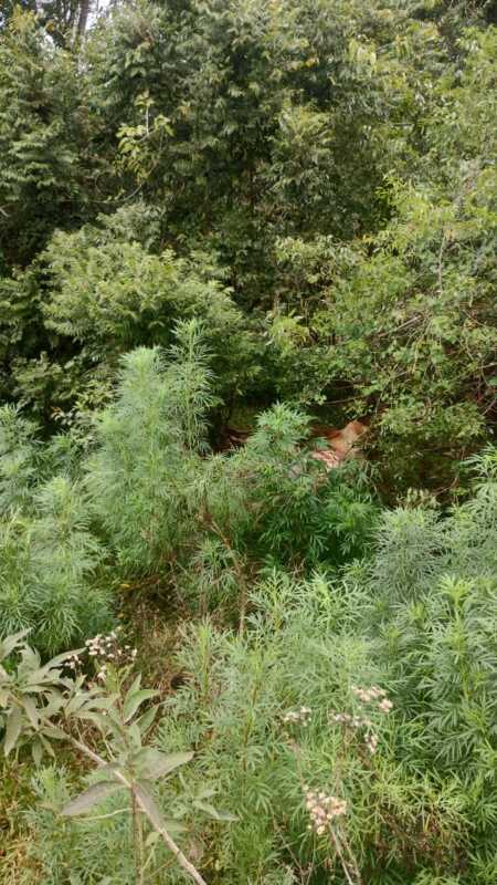 Azara: cayeron in fraganti mientras faenaban una vaquilla en campo ajeno 3 Azara: fueron sorprendidos dentro de una propiedad rural.