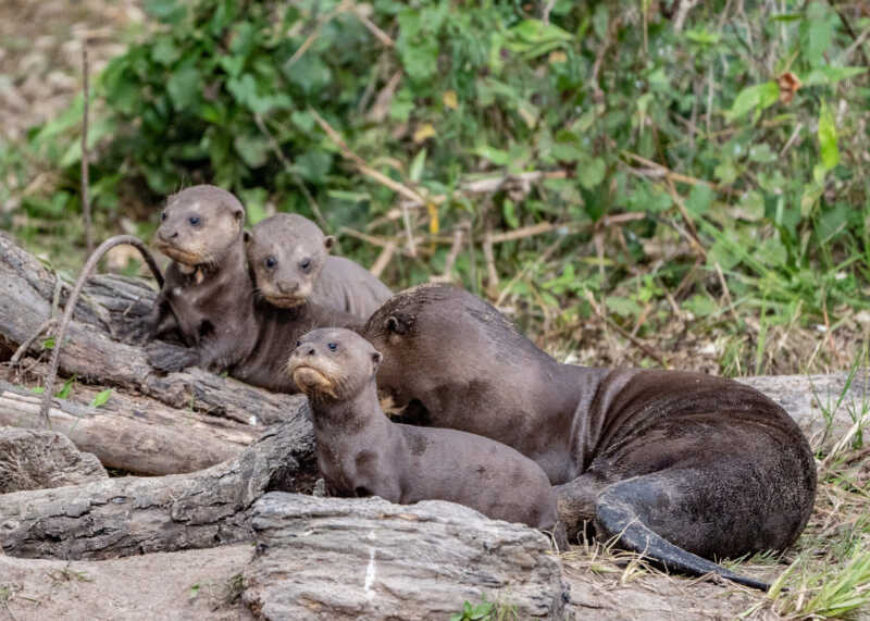 Desde Rewilding Argentina ya preparan nuevos pasos para ampliar la población de nutrias en libertad. La presencia simultánea de varias familias en la zona podría favorecer su reproducción y dispersión natural, ayudando a restablecer su rol ecológico.