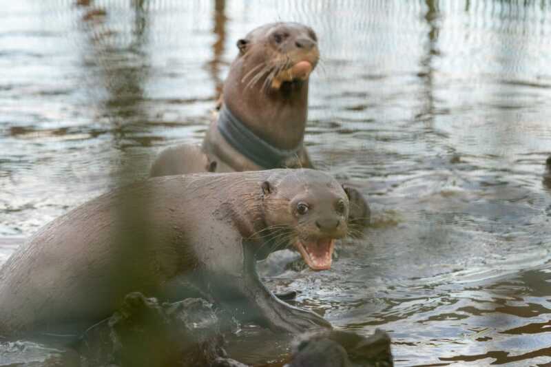 La nutria gigante (Pteronura brasiliensis) fue declarada extinta en Argentina hace más de 50 años. Sin ejemplares silvestres en el país, la única opción fue acudir a zoológicos europeos, gestionar permisos internacionales y trasladar a los animales hasta Corrientes.