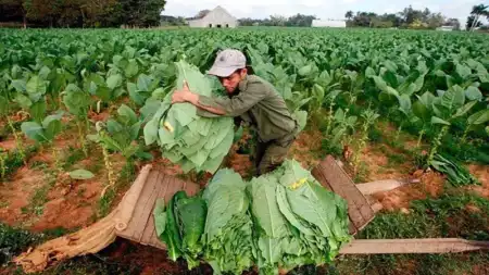 Tabacaleros - políticas agrarias Misiones