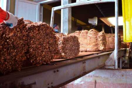 Cosecha récord de tabaco en Misiones: “El productor pudo vender, que es lo importante” cosecha de tabaco en Misiones