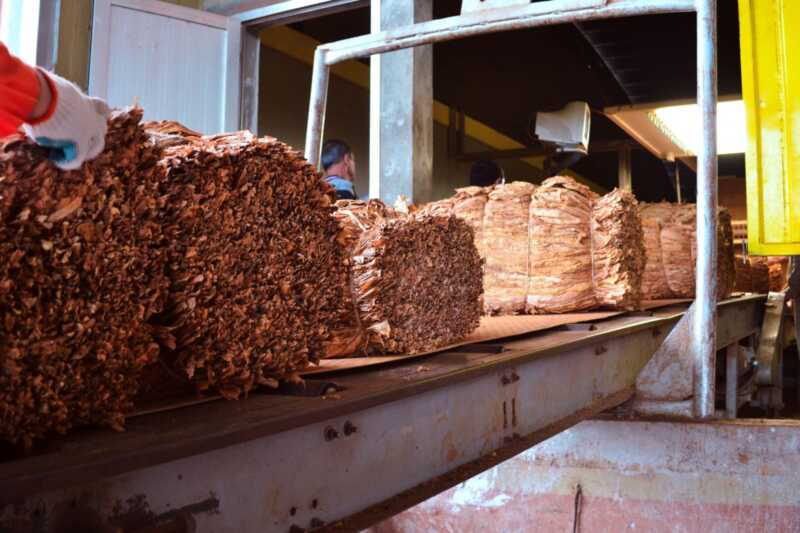 Cosecha récord de tabaco en Misiones: “El productor pudo vender, que es lo importante” cosecha de tabaco en Misiones