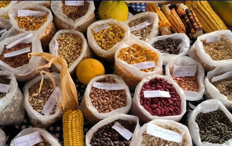 28 años de la Feria de Semillas en Misiones: “Que podamos hacerlo es una gesta para nosotros” Feria de Semillas