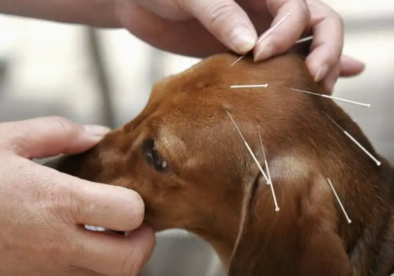 Misiones veterinarios