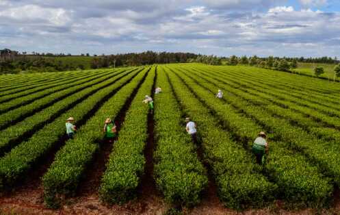 El té argentino obtuvo el sello de Indicación Geográfica 7 cosecha de te - 6