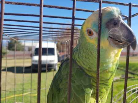Denunciaron a una veterinaria de Oberá por vender cotorras verdes y reavivan el debate legal Oberá cotorra