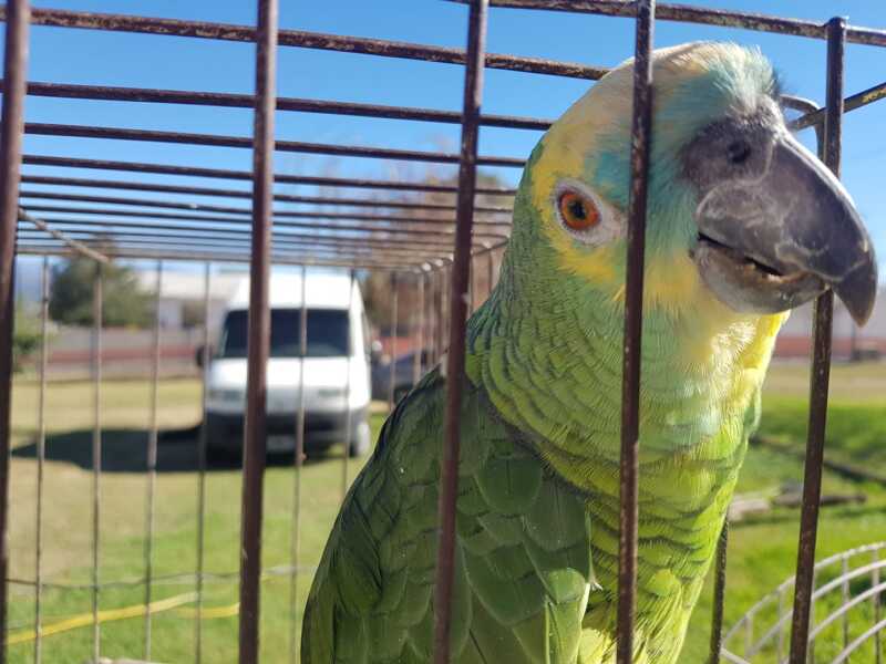 Denunciaron a una veterinaria de Oberá por vender cotorras verdes y reavivan el debate legal Oberá cotorra