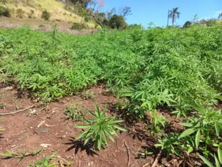 Brasil marihuana